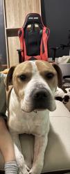 Lost Male Dog last seen N Tremont and Washington, Indianapolis, IN 46222