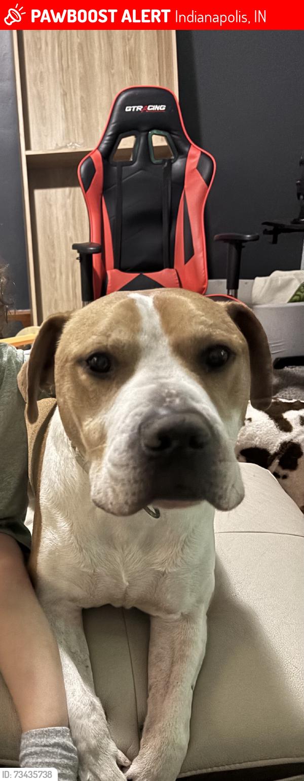 Lost Male Dog last seen N Tremont and Washington, Indianapolis, IN 46222