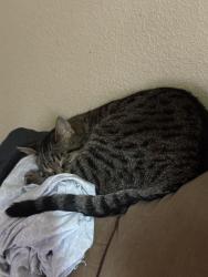 Lost Male Cat last seen McLoughlin and Park, Portland, OR 97222