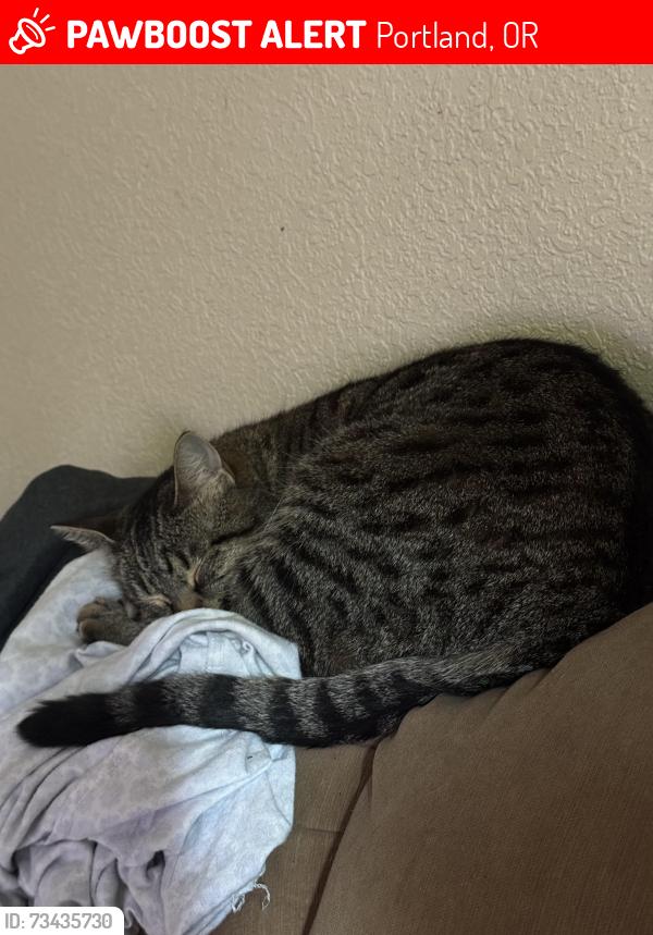Lost Male Cat last seen McLoughlin and Park, Portland, OR 97222