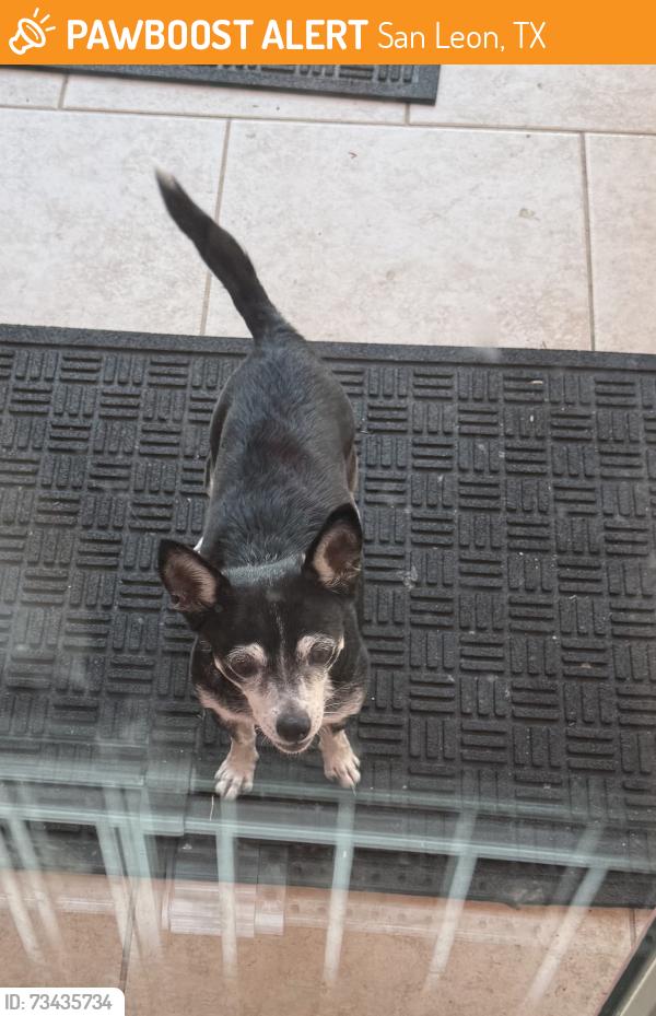 Found/Stray Female Dog last seen Bayshore and 27th next door to Bayshore Park., San Leon, TX 77518