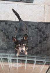 Found/Stray Female Dog last seen Bayshore and 27th next door to Bayshore Park., San Leon, TX 77518