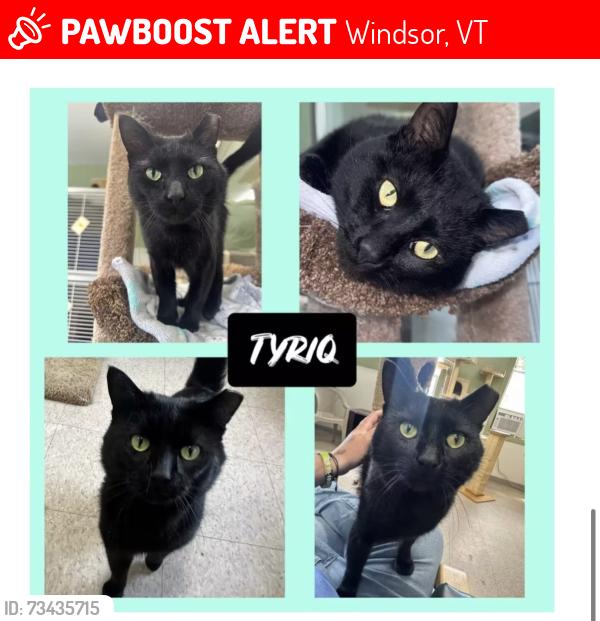 Lost Male Cat last seen Union Street, Windsor, VT 05089