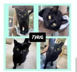 Lost Male Cat last seen Union Street, Windsor, VT 05089