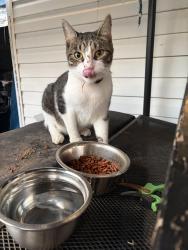 Lost Male Cat last seen Hampden Ave and Constantine, Rockvale, Rutherford County, TN 37153