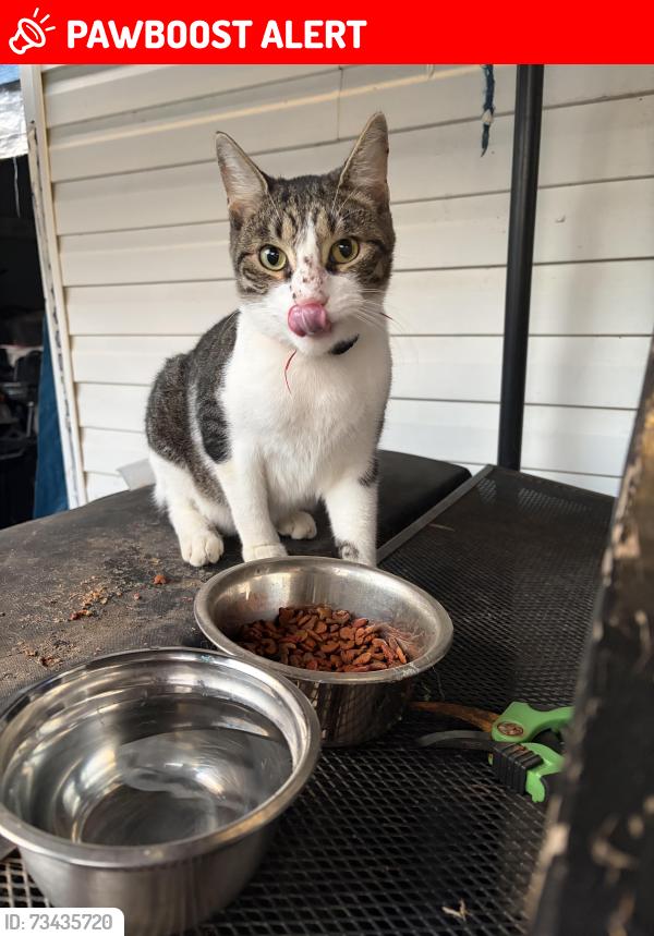 Lost Male Cat last seen Hampden Ave and Constantine, Rockvale, Rutherford County, TN 37153