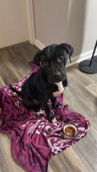 Found/Stray Male Dog last seen Glenwood way, Stockbridge, GA 30281