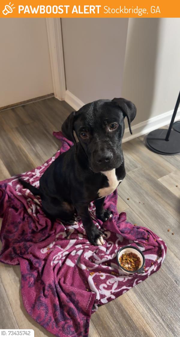 Found/Stray Male Dog last seen Glenwood way, Stockbridge, GA 30281