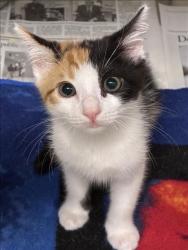 Shelter Stray Female Cat last seen , 11361 W Pico Blvd, Los Angeles, CA 90064, USA