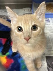 Shelter Stray Male Cat last seen , 11361 W Pico Blvd, Los Angeles, CA 90064, USA