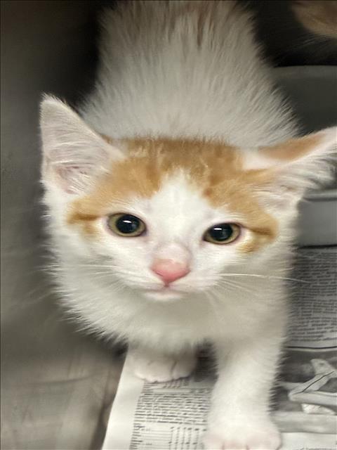 Shelter Stray Male Cat last seen , 11361 W Pico Blvd, Los Angeles, CA 90064, USA