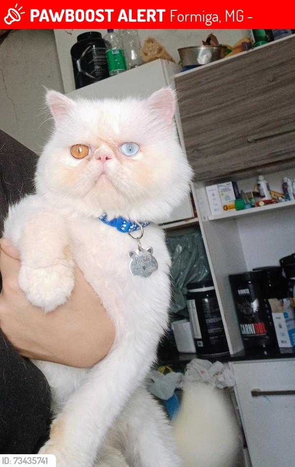 Lost Male Cat last seen Rua Dona Maria Conceição Castro Barbosa, Formiga, MG 35576-098