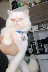 Lost Male Cat last seen Rua Dona Maria Conceição Castro Barbosa, Formiga, MG 35576-098