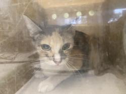 Shelter Stray Female Cat last seen , 1850 W 60th St, Los Angeles, CA 90047, USA