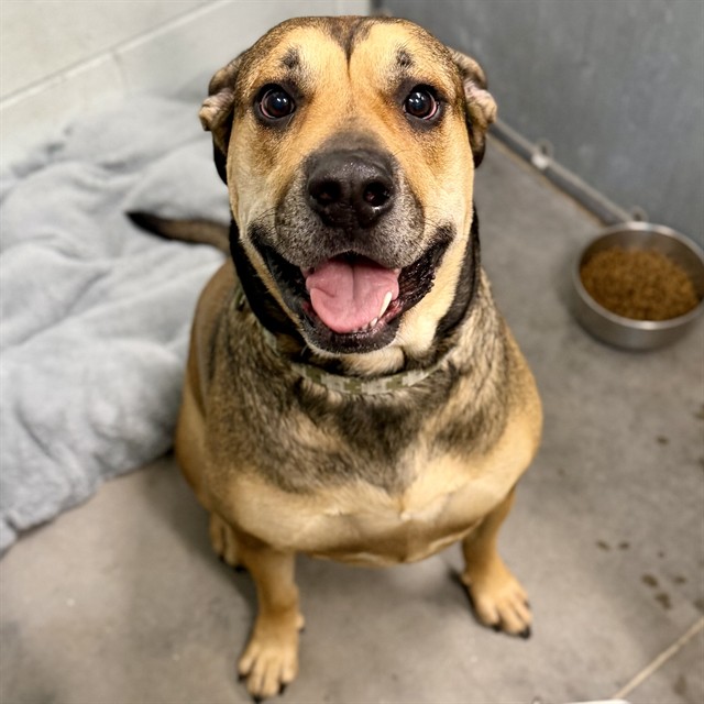 Shelter Stray Male Dog last seen JOHNS LAKE RD, CLERMONT, 12280 County Rd 448, Tavares, FL 32778, USA