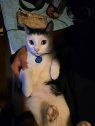 Reunited Male Cat last seen Hes been seen heading too the church next too our hse., Oxnard, CA 93033