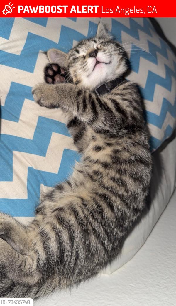 Lost Female Cat last seen Near James Alan st, Los Angeles, CA 91311
