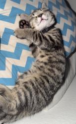 Lost Female Cat last seen Near James Alan st, Los Angeles, CA 91311