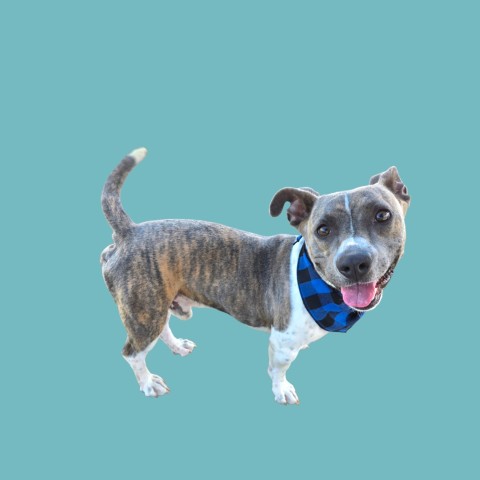 Shelter Stray Male Dog last seen Near BLOCK MILL BRIDGE DR, SHAFTER CA 93263, 3951 Fruitvale Ave, Bakersfield, CA 93308, USA
