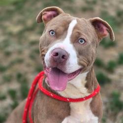 Shelter Stray Male Dog last seen Near, 5001 E Raymond St, Indianapolis, IN 46203, USA