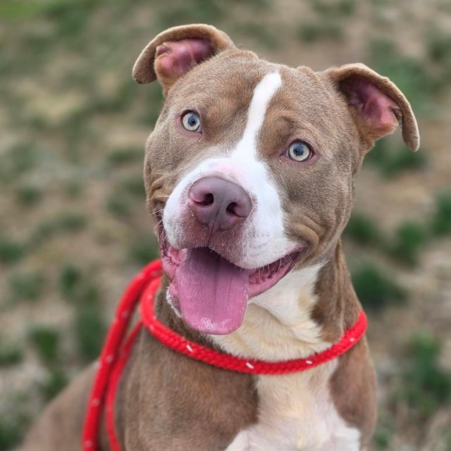 Shelter Stray Male Dog last seen Near, 5001 E Raymond St, Indianapolis, IN 46203, USA