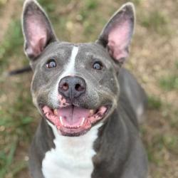 Shelter Stray Male Dog last seen Near, 5001 E Raymond St, Indianapolis, IN 46203, USA