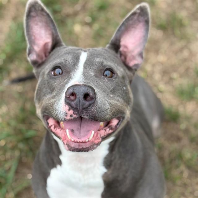 Shelter Stray Male Dog last seen Near, 5001 E Raymond St, Indianapolis, IN 46203, USA