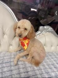 Reunited Male Dog last seen Empanada, addicks Howell Sugarland, Houston, TX 77083