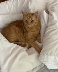 Lost Male Cat last seen Santa Clara Street near Arco Station, Redwood City, CA 94061