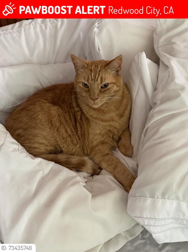 Lost Male Cat last seen Santa Clara Street near Arco Station, Redwood City, CA 94061
