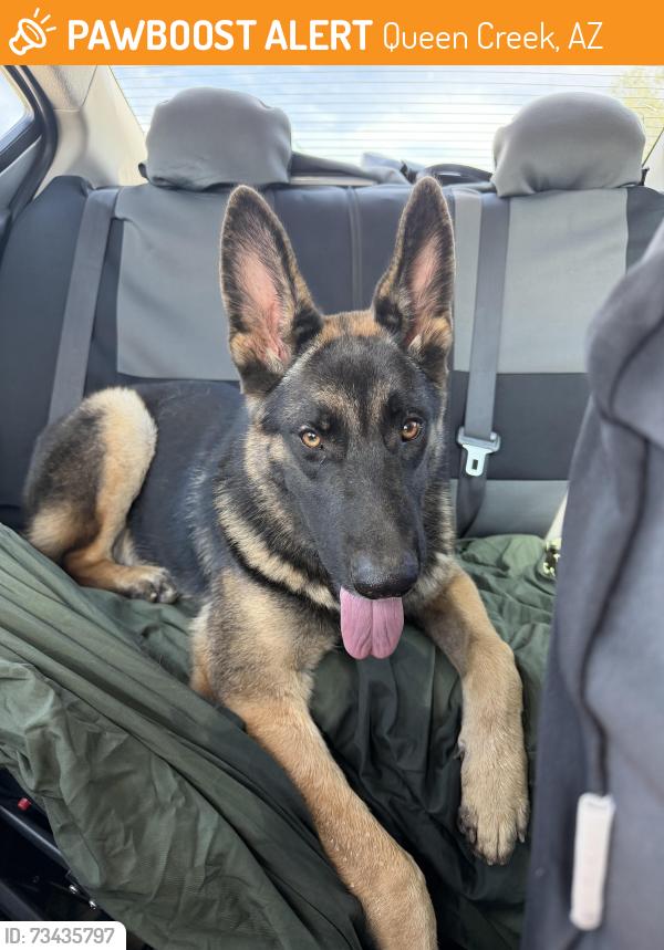 Found/Stray Unknown Dog last seen Robert’s and Felix, Queen Creek, AZ 85143