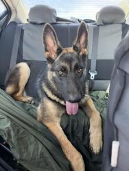 Found/Stray Unknown Dog last seen Robert’s and Felix, Queen Creek, AZ 85143