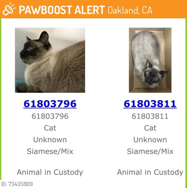 Found/Stray Unknown Cat last seen On the old canon trail, across from Corpus Christi school, Oakland, CA 94602