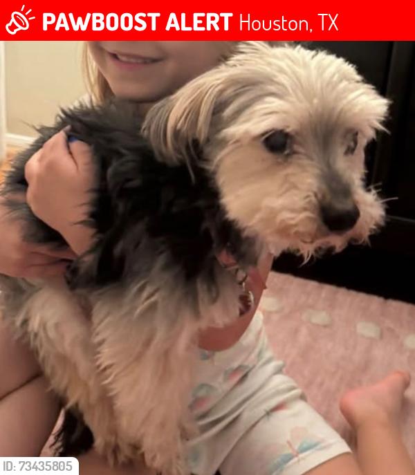 Lost Female Dog last seen Willow bridge neighborhood, Houston, TX 77064