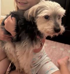 Lost Female Dog last seen Willow bridge neighborhood, Houston, TX 77064