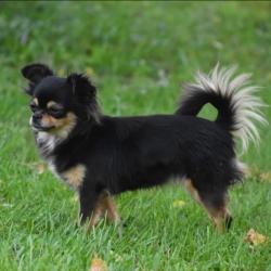 Lost Female Dog last seen Ethel Beard Rd, Piney Flats, TN 37686