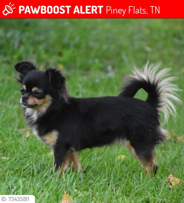 Lost Female Dog last seen Ethel Beard Rd, Piney Flats, TN 37686