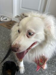 Found/Stray Unknown Dog last seen Weathered Moss Gln and Silver Moonlight, Manatee County, FL 34221