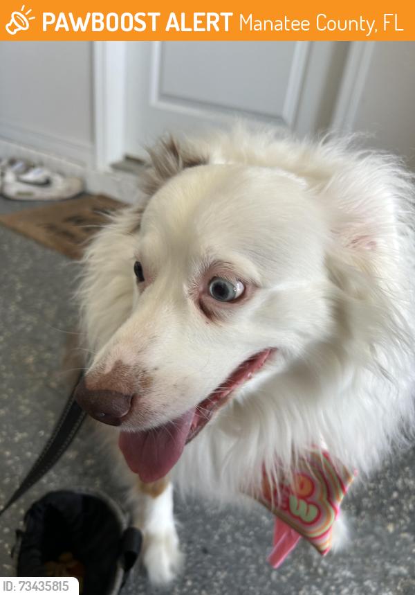 Found/Stray Unknown Dog last seen Weathered Moss Gln and Silver Moonlight, Manatee County, FL 34221