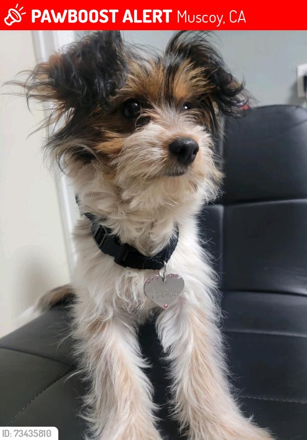 Lost Female Dog last seen Near Duffy and 3rd ave, Muscoy, CA 92407