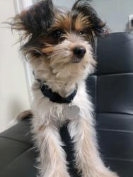 Lost Female Dog last seen Near Duffy and 3rd ave, Muscoy, CA 92407