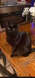 Lost Male Cat last seen Near North roxboro rd, Durham, NC 27712