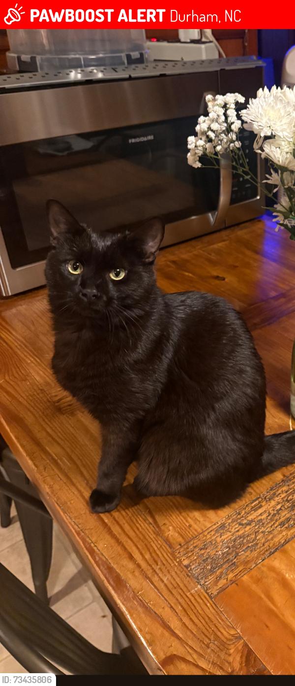 Lost Male Cat last seen Near North roxboro rd, Durham, NC 27712