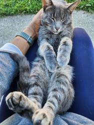 Found/Stray Male Cat last seen Miles, Cleveland, OH 44128