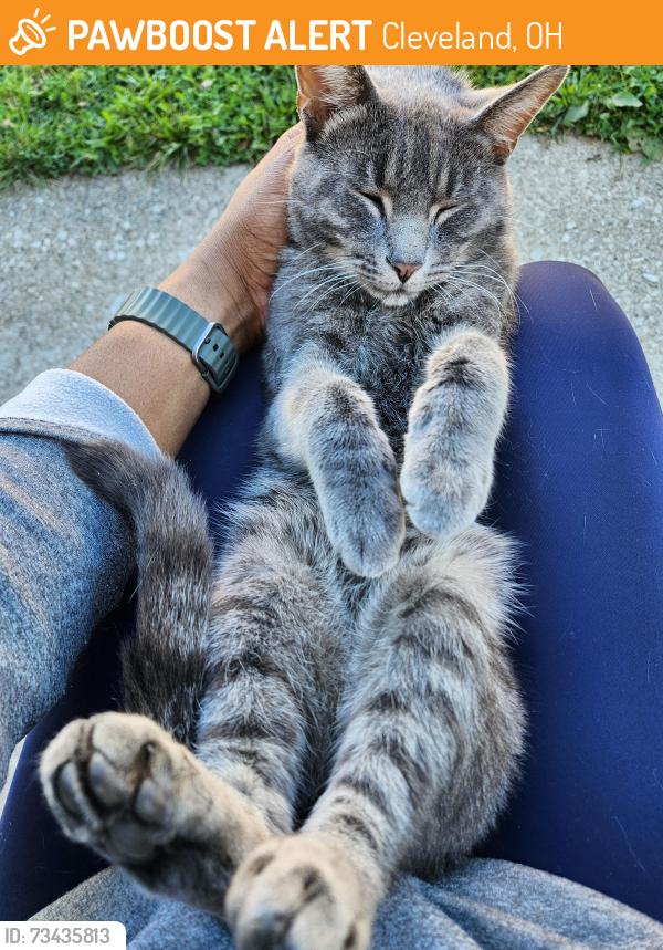 Found/Stray Male Cat last seen Miles, Cleveland, OH 44128