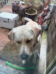 Reunited Male Dog last seen Near San Marcos Avenue, San Francisco, CA 94127