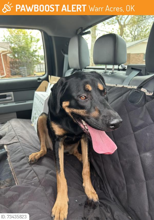 Found/Stray Female Dog last seen Near NW 66th St, Warr Acres, OK 73132