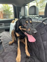 Found/Stray Female Dog last seen Near NW 66th St, Warr Acres, OK 73132
