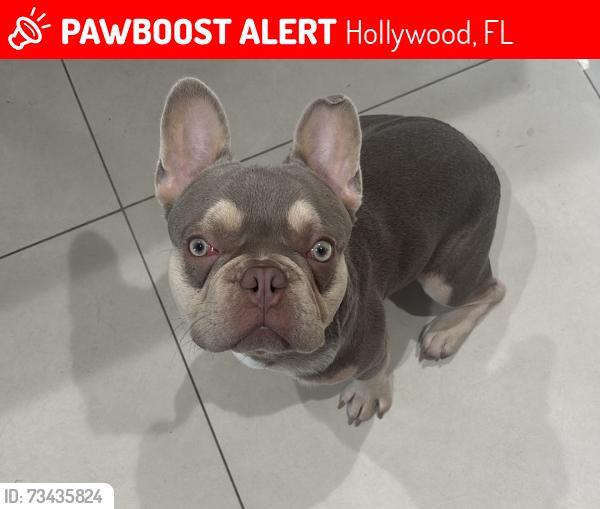 Lost Male Dog last seen Mcnicol Middle School, Hollywood, FL 33020