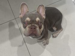 Lost Male Dog last seen Mcnicol Middle School, Hollywood, FL 33020
